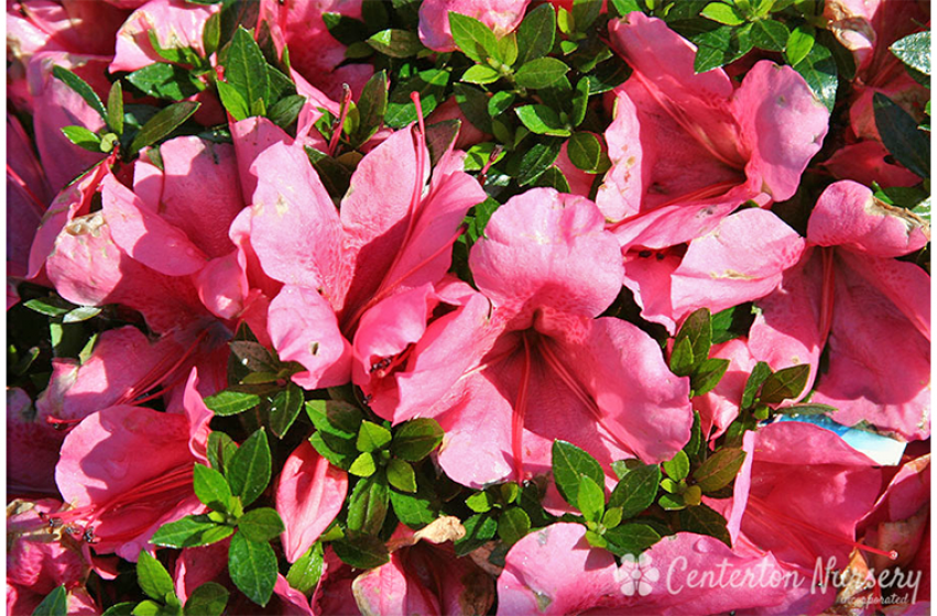Satsuki Azalea, Chinsoy | McDonald Garden Center